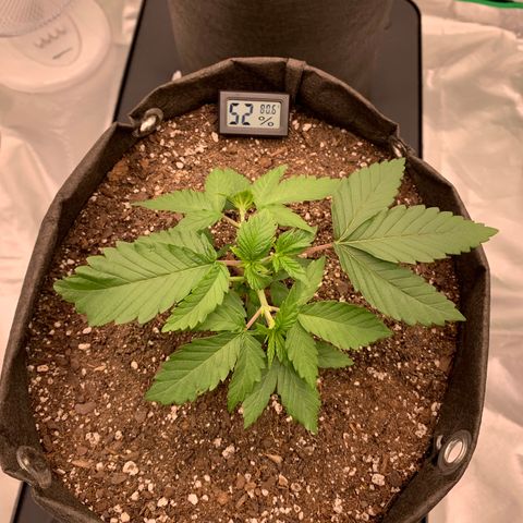 Sunset Sherbert growlog timeline photo