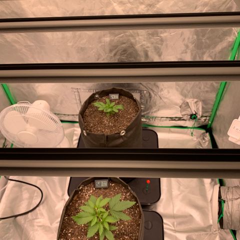 Blueberry growlog timeline photo