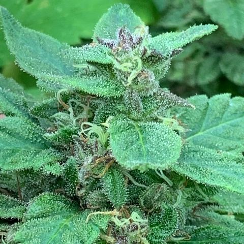 Golden Haze growlog timeline photo