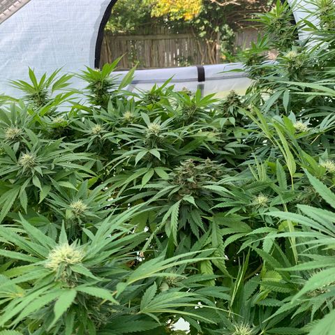 Golden Haze growlog timeline photo