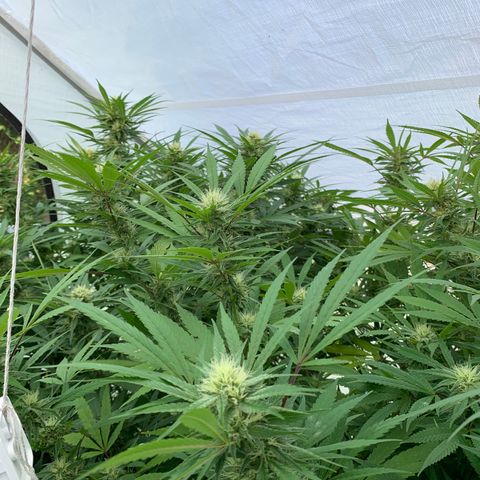 Golden Haze growlog timeline photo