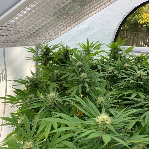 Golden Haze growlog timeline photo