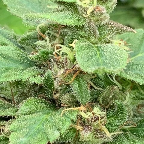 Golden Haze growlog timeline photo