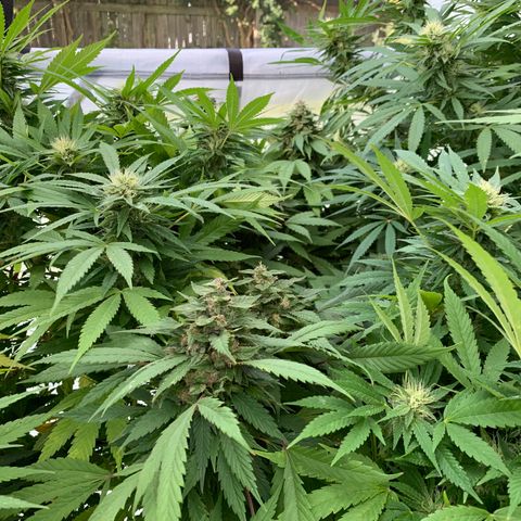 Golden Haze growlog timeline photo