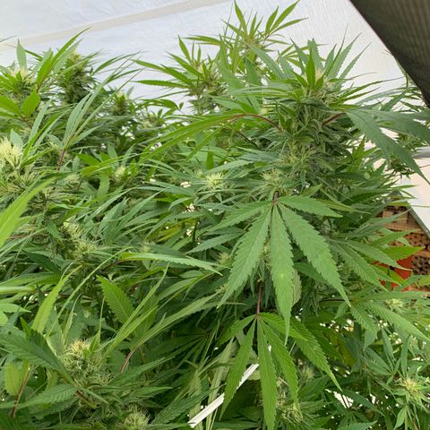 Golden Haze growlog timeline photo