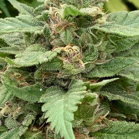 Golden Haze growlog timeline photo