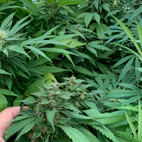 Golden Haze growlog timeline photo