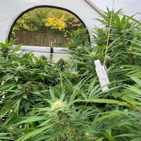 Golden Haze growlog timeline photo