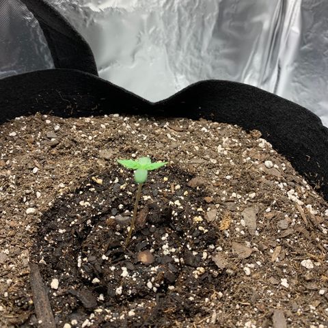 Auto Zkittlez growlog timeline photo