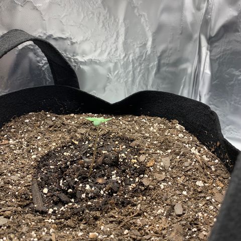 Auto Zkittlez growlog timeline photo