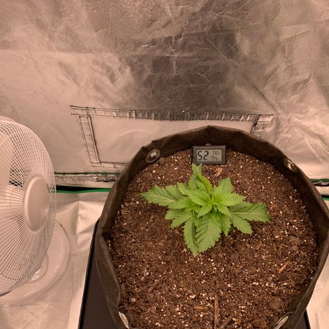 Blueberry growlog timeline photo