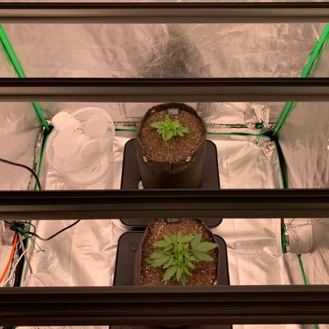 Blueberry growlog timeline photo