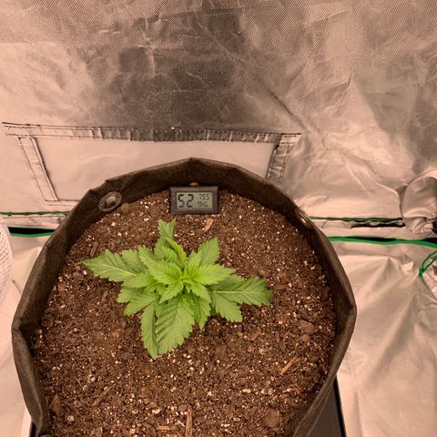 Blueberry growlog timeline photo