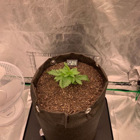 Blueberry growlog timeline photo