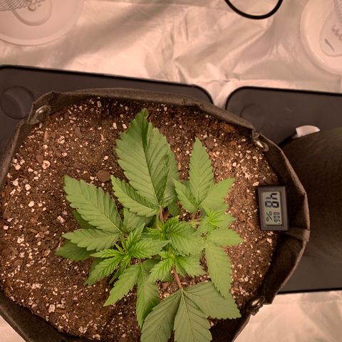 Sunset Sherbert growlog timeline photo