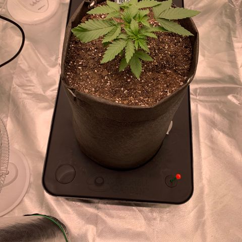 Sunset Sherbert growlog timeline photo
