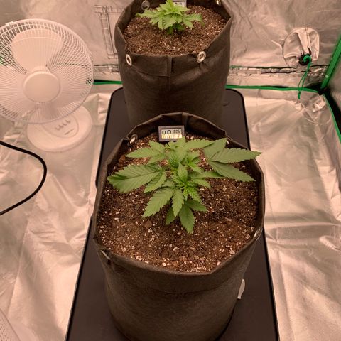 Sunset Sherbert growlog timeline photo