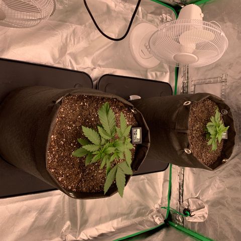 Sunset Sherbert growlog timeline photo