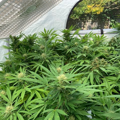 Golden Haze growlog timeline photo