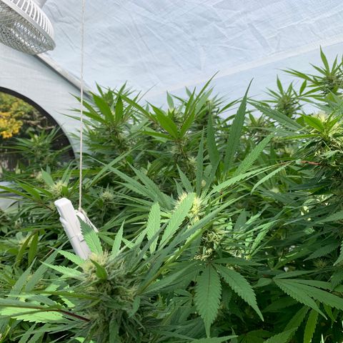 Golden Haze growlog timeline photo