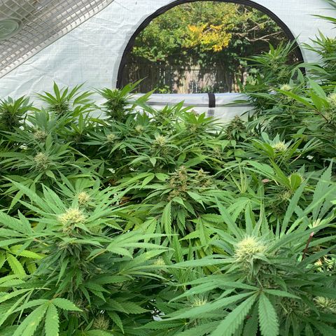 Golden Haze growlog timeline photo