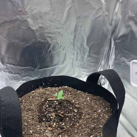 Auto Zkittlez growlog timeline photo