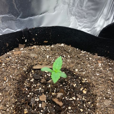 Auto Zkittlez growlog timeline photo