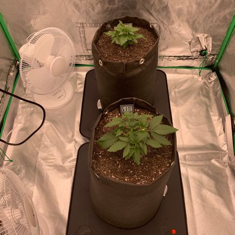 Sunset Sherbert growlog timeline photo