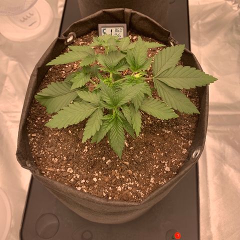 Sunset Sherbert growlog timeline photo