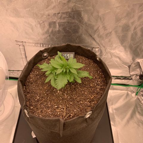 Blueberry growlog timeline photo