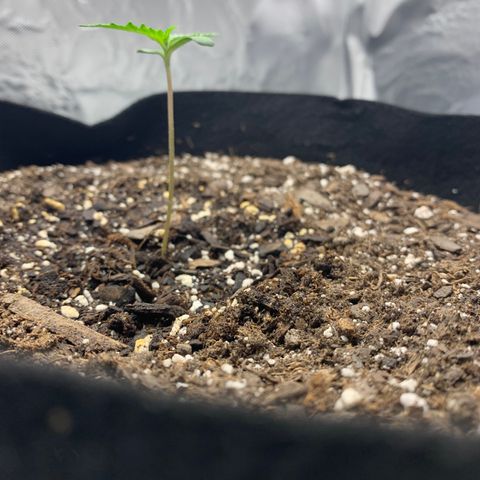 Auto Zkittlez growlog timeline photo