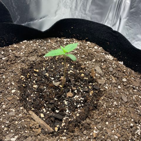 Auto Zkittlez growlog timeline photo