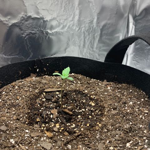 Auto Zkittlez growlog timeline photo