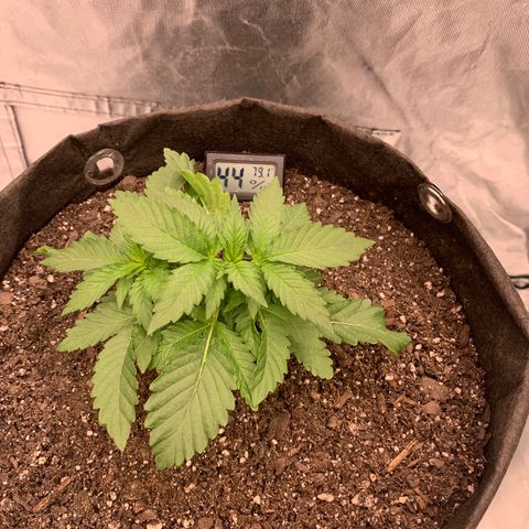 Blueberry growlog timeline photo