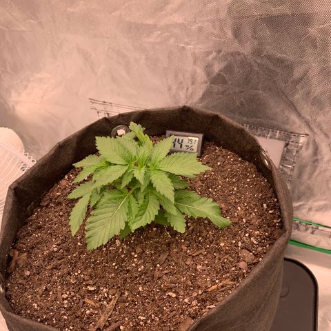 Blueberry growlog timeline photo