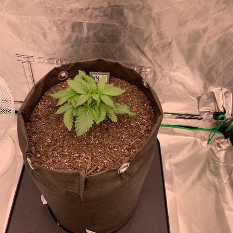 Blueberry growlog timeline photo