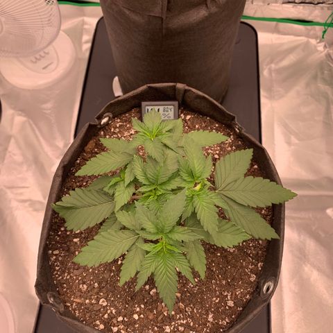 Sunset Sherbert growlog timeline photo
