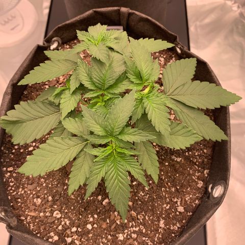 Sunset Sherbert growlog timeline photo