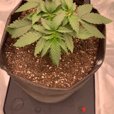 Sunset Sherbert growlog timeline photo