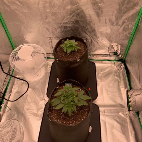 Sunset Sherbert growlog timeline photo