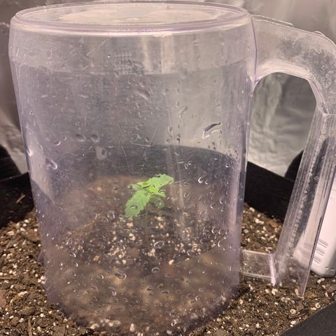 Auto Zkittlez growlog timeline photo
