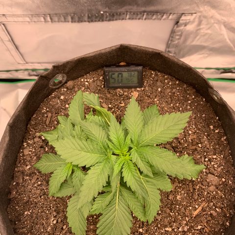 Blueberry growlog timeline photo