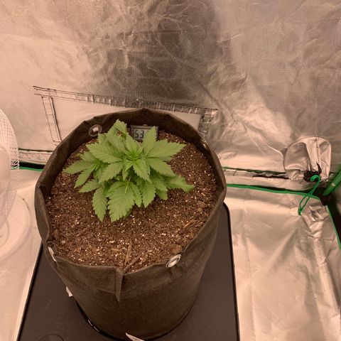 Blueberry growlog timeline photo