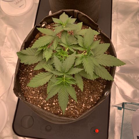 Sunset Sherbert growlog timeline photo
