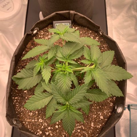 Sunset Sherbert growlog timeline photo