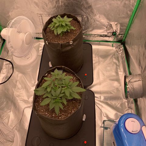 Sunset Sherbert growlog timeline photo