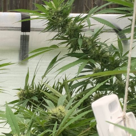 Golden Haze growlog timeline photo