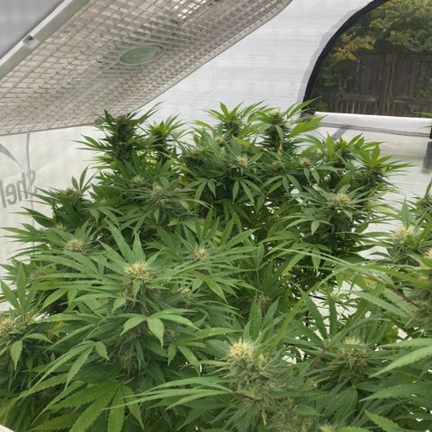 Golden Haze growlog timeline photo