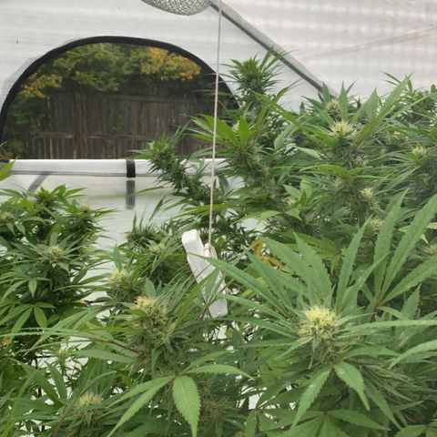 Golden Haze growlog timeline photo