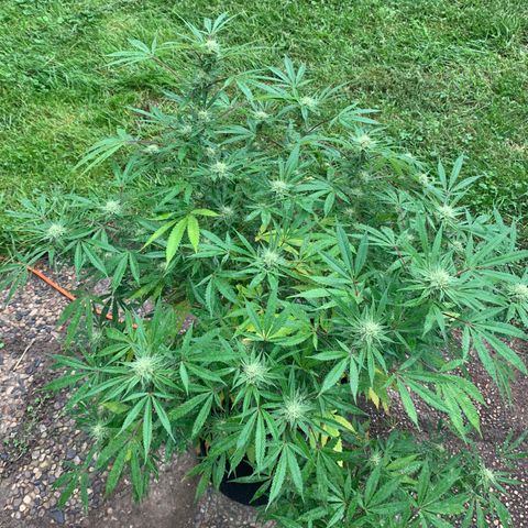 Golden Haze growlog timeline photo